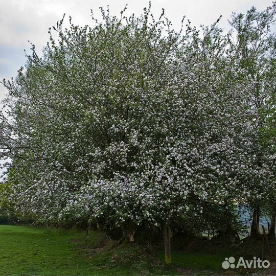 Яблоня лесная