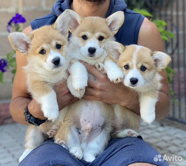 Кобель Корги