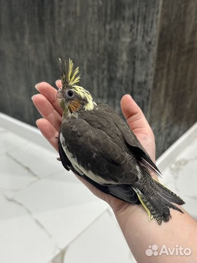 Попугай корелла птенец ручной