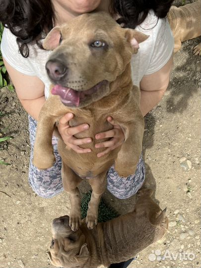 Шарпей (помесь) в добрые руки