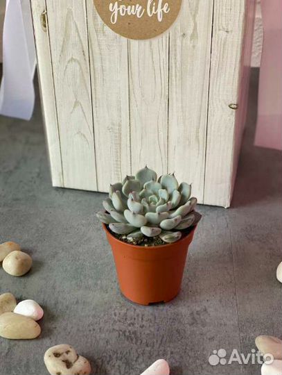 Эхеверия Деренберга (Echeveria derenbergii) D5см