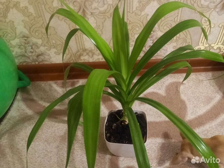 Хлорофитум пальма растения домашние