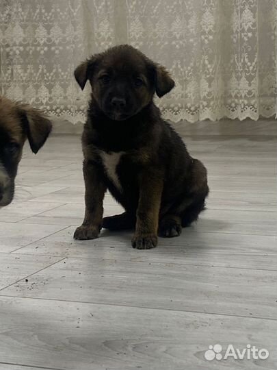 Собаки в добрые руки