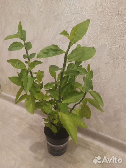 Спатифиллум