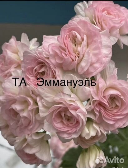 Пеларгония герань сортовая