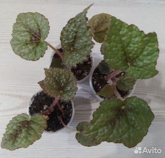 Бегония Мэсона