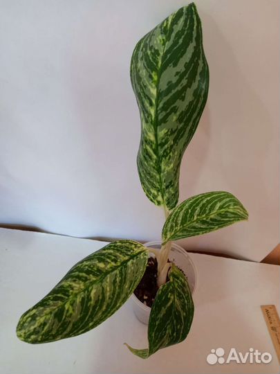 Аглаонема голден мадонна