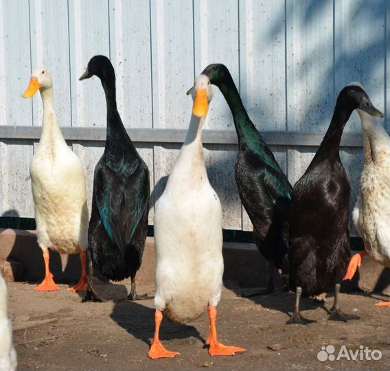 Утки, индийский бегунок