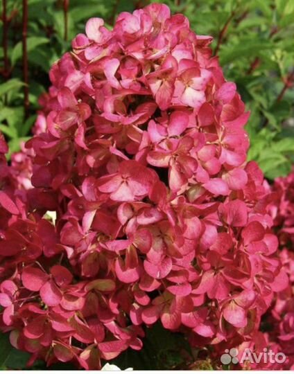 Гортензия метельчатая Даймонд руж