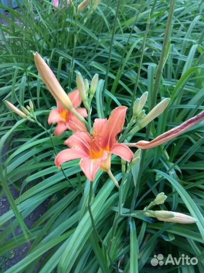 Лилейник, сныть пестролистная