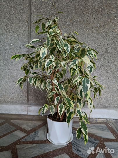 Фикус Бенджамина 0.7 m