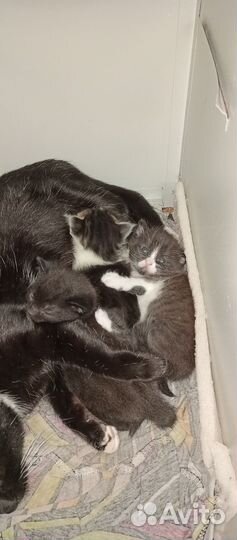 Котята в добрые руки 1 месяц