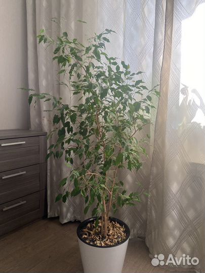 Фикус бенджамина