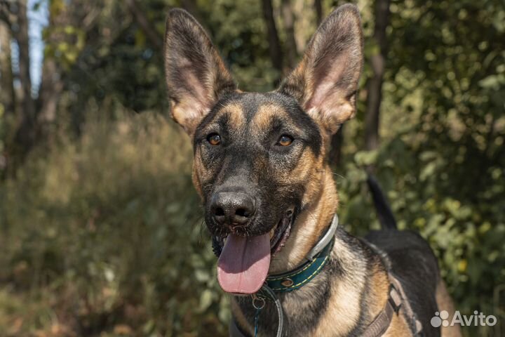 Молодой Раф ищет дом