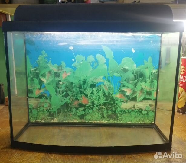 Аквариум