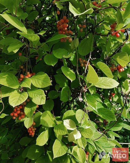 Лимонник дальневосточный