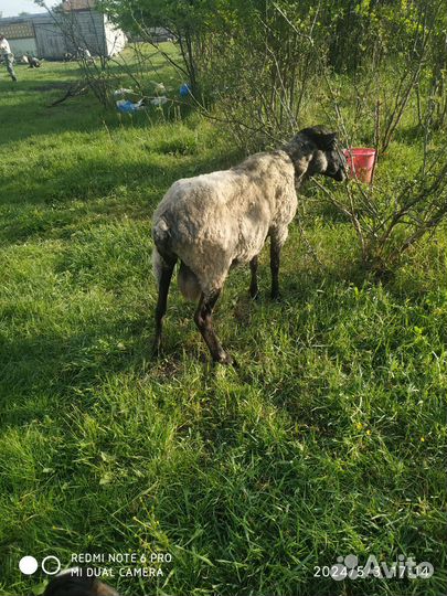 Баран романовский