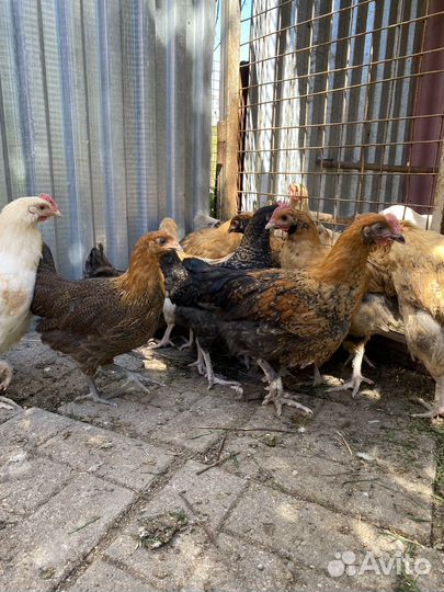 Доминанты с цветным яйцом