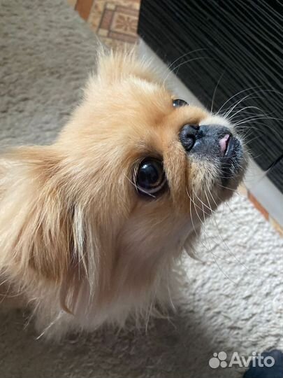 Вязка пекинес