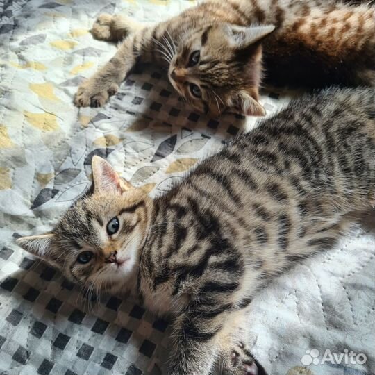 Котята 2 месяца