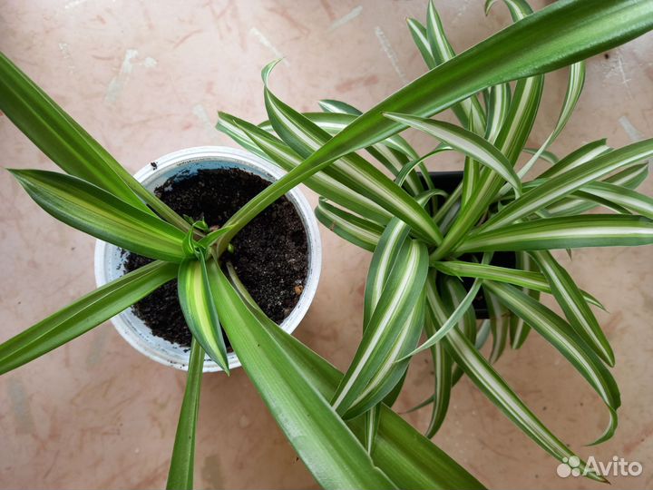 Хлорофитумы