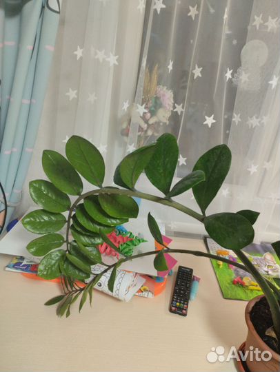 Замиокулькас долларовое дерево