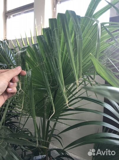 Пальма вашингтония