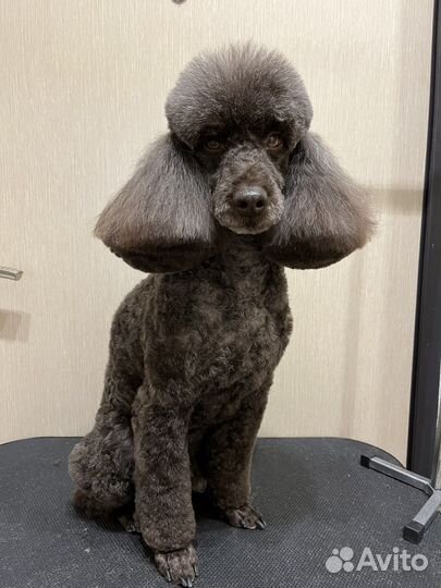 Груминг в Солнечном. Стрижка собак