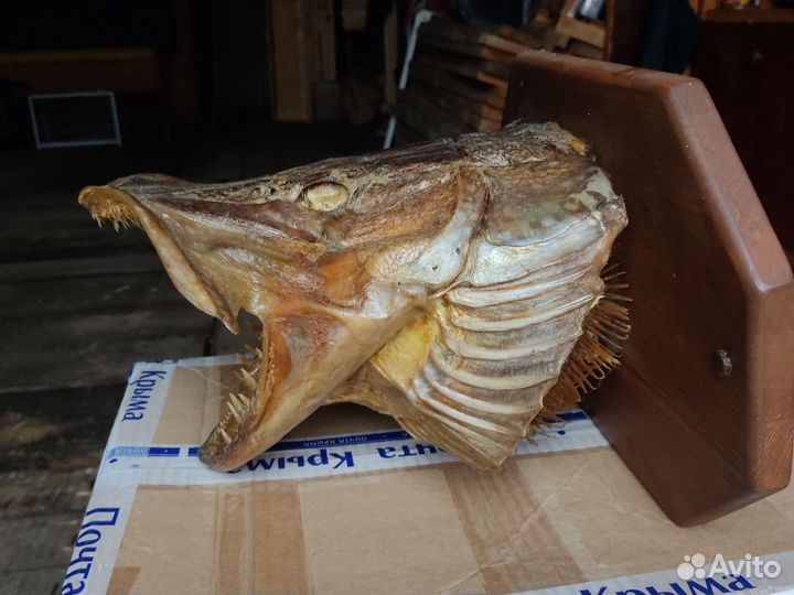 Чучело щучьей головы