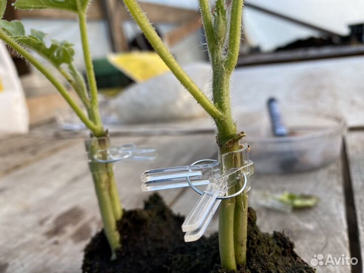 Клипсы, прищепки для прививки (беспл. доставка)