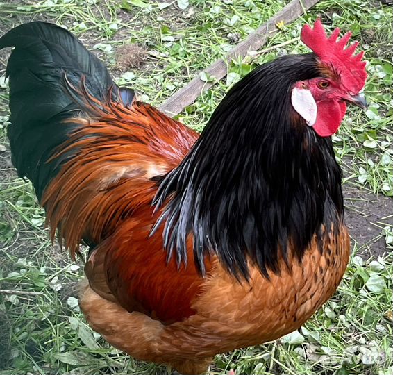 Куры петухи
