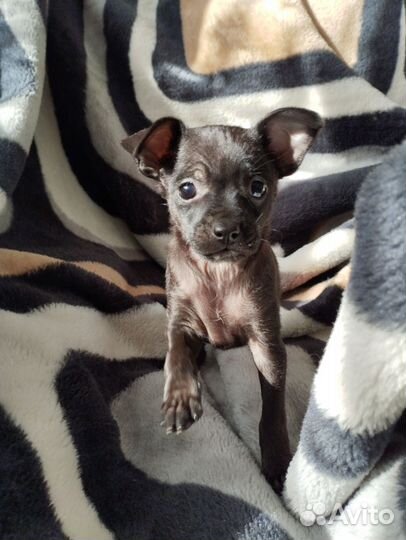 Мини той-терьер