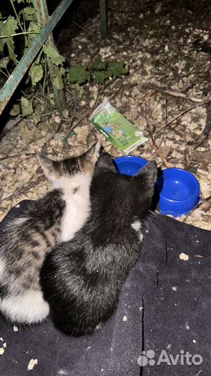 Кошка
