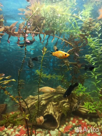 Аквариум со столом