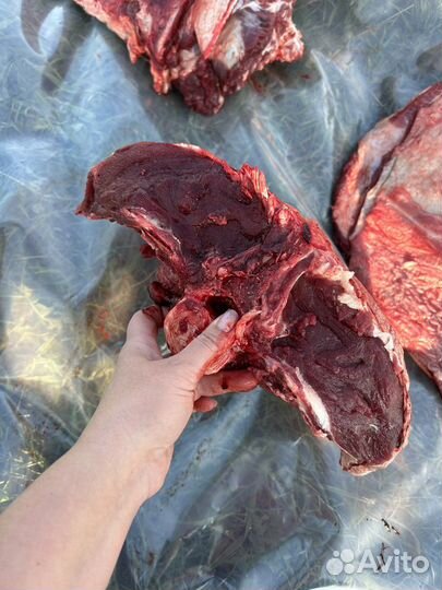 Продам мясо говядина