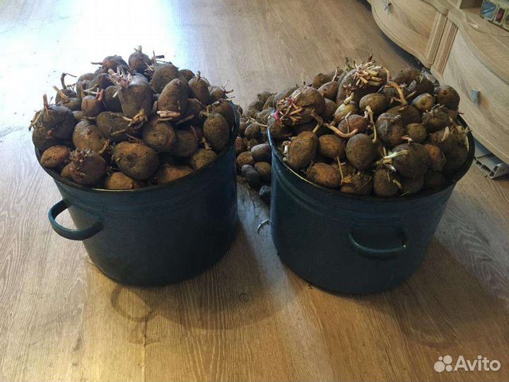 Семенной картофель