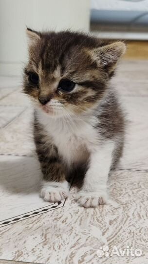 Кошка (простая )