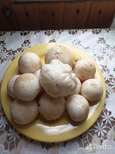 Гриб веселка