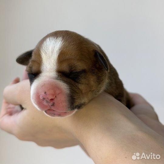 Щенки амстаффа