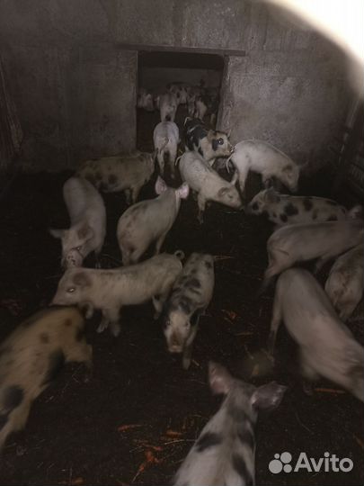 Продам поросят