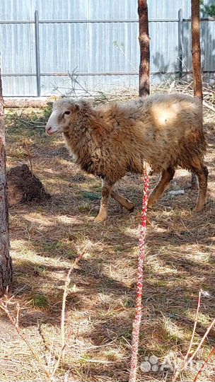 Баран молодой