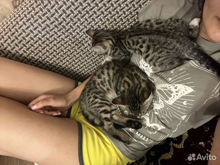 Бенгальский котенок девочка