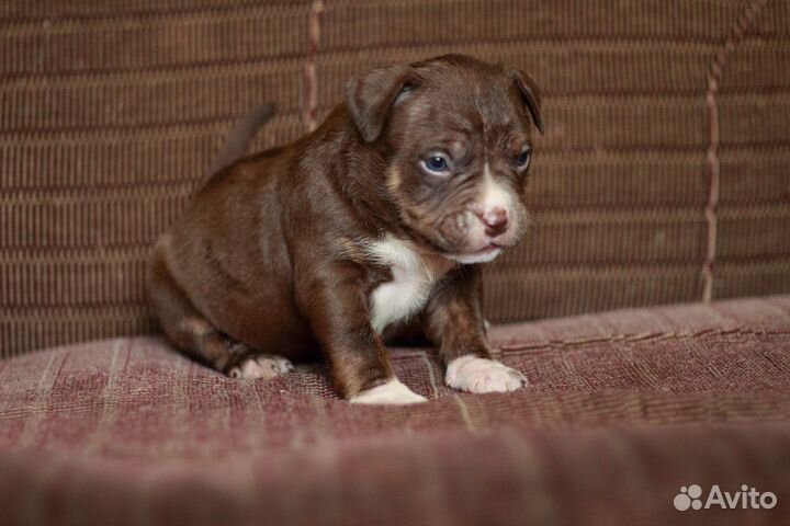 Мальчик булли