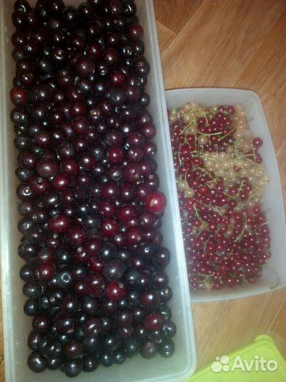 Облепиха боярышник вишня малина ремонтантная