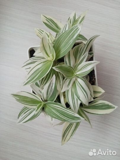 Комнатные цветы