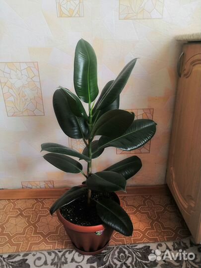 Фикус Эластика Клое