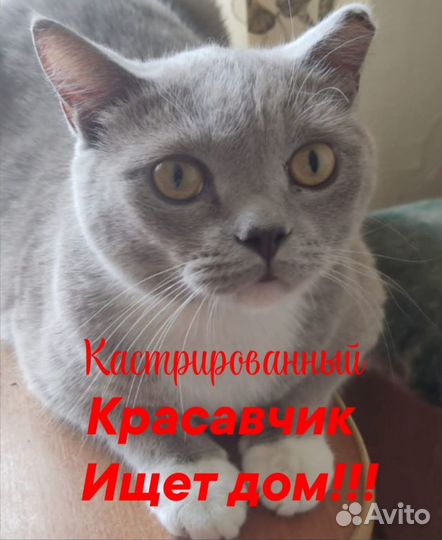 Отдам кота в добрые руки