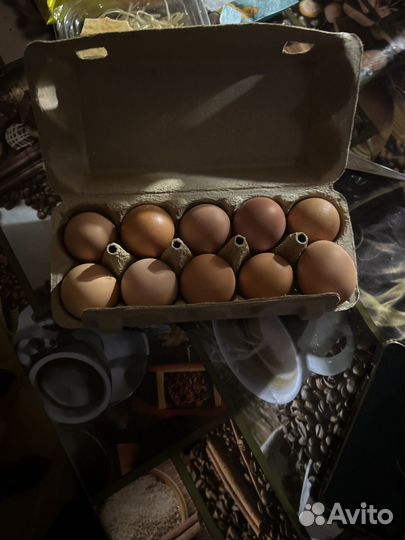 Домашние куриные яйца