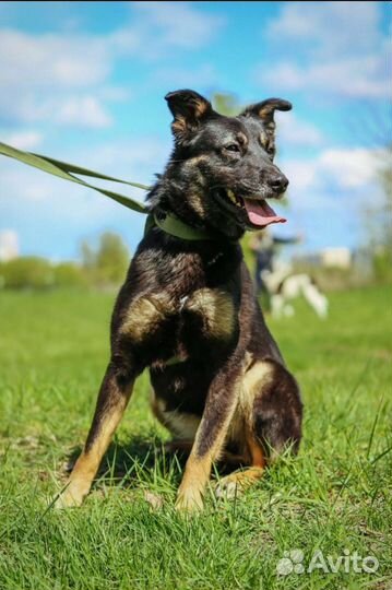 Собака в добрые руки