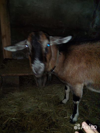 Коза комолая